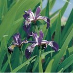 amerikaanse-iris-iris-versicolor-moerasplant-1-0_300x300