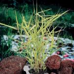 bont-riet-phragmites-australis-variegata-moerasplant-1-0_300x300