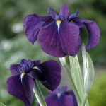 bonte-japanse-iris-iris-ensata-variegata-moerasplant-1-0_300x300