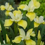 gele-siberische-iris-iris-sibirica-butter-and-sugar-moerasplant-1-0_300x300