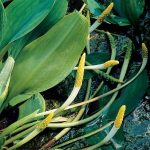 goudknots-orontium-aquaticum-moerasplant-1-0_300x300