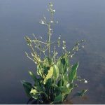 grote-waterweegbree-alisma-plantago-aquatica-moerasplant-1-0_300x300