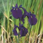 japanse-iris-iris-ensata-moerasplant-1-0_300x300