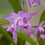 japanse-orchidee-bletilla-striata-moerasplant-1-0_300x300