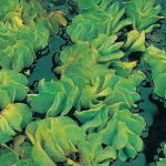 kleine-vlotvaren-salvinia-natans-drijfplant-1-0_300x300