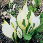 moerasaronskelk-lysichiton-camtschatcensis-moerasplant-1-0_300x300
