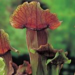 oranjebruine-trompetbekerplant-sarracenia-maroon-moerasplant-1-0_300x300