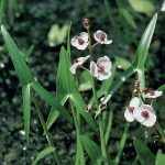 pijlkruid-sagittaria-sagittifolia-moerasplant-1-0_300x300