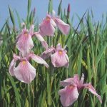 roze-japanse-iris-iris-laevigata-rose-queen-moerasplant-1-0_300x300