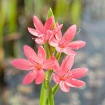 roze-kafferlelie-schizostylis-coccinea-mrs-hegarty-moerasplant-1-0_300x300