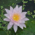 roze-waterlelie-nymphaea-fabiola-waterlelie-1-0_300x300