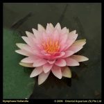 roze-waterlelie-nymphaea-hollandia-waterlelie-1-0_300x300