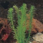 waterpest-elodea-densa-zuurstofplant-1-0_300x300