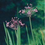 zwanenbloem-butomus-umbellatus-moerasplant-1-0_300x300