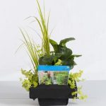 mix-waterplanten-op-drijvend-planteneiland-1-0_300x300